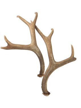 Large Natural Deer Antler Pair – 18x15x6 Rustic Decor, Wreath Supplies, DIY Craf